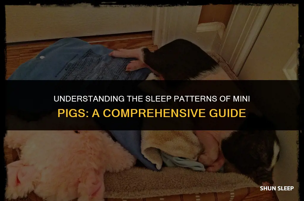 how many hours do mini pigs sleep