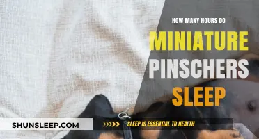 Understanding Miniature Pinschers' Sleep Patterns: A Comprehensive Guide