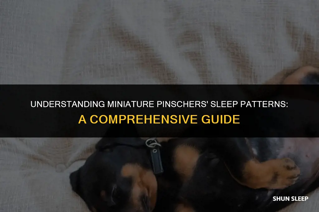how many hours do miniature pinschers sleep