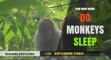Unveiling the Secrets of Monkey Slumber: A Comprehensive Guide