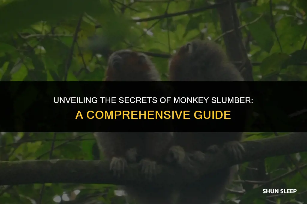 how many hours do monkeys sleep