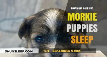 Understanding Morkie Puppy Sleep Patterns: A Comprehensive Guide