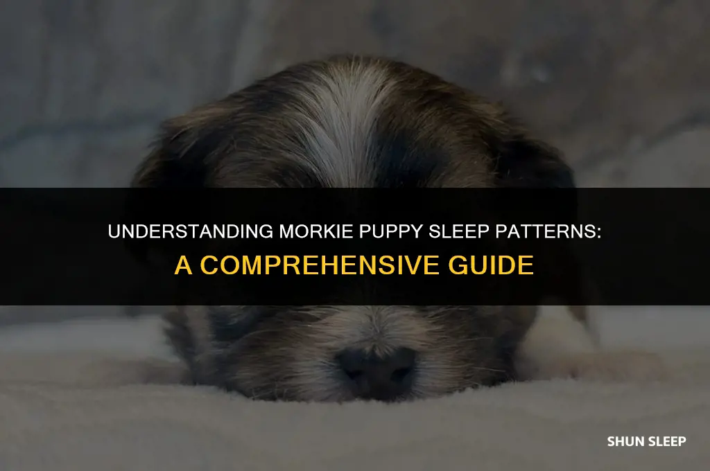how many hours do morkie puppies sleep