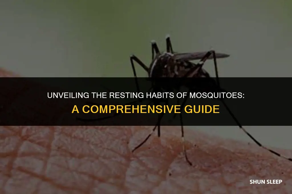 how many hours do mosquitoes sleep