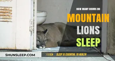 Unveiling the Sleep Secrets of Mountain Lions: A Wild Cat's Rest
