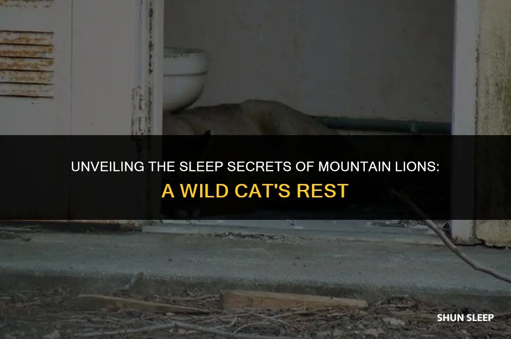 how many hours do mountain lions sleep