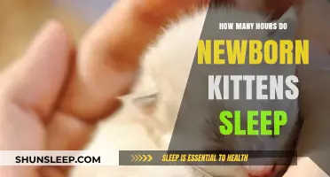Understanding Newborn Kitten Sleep Patterns: A Comprehensive Guide