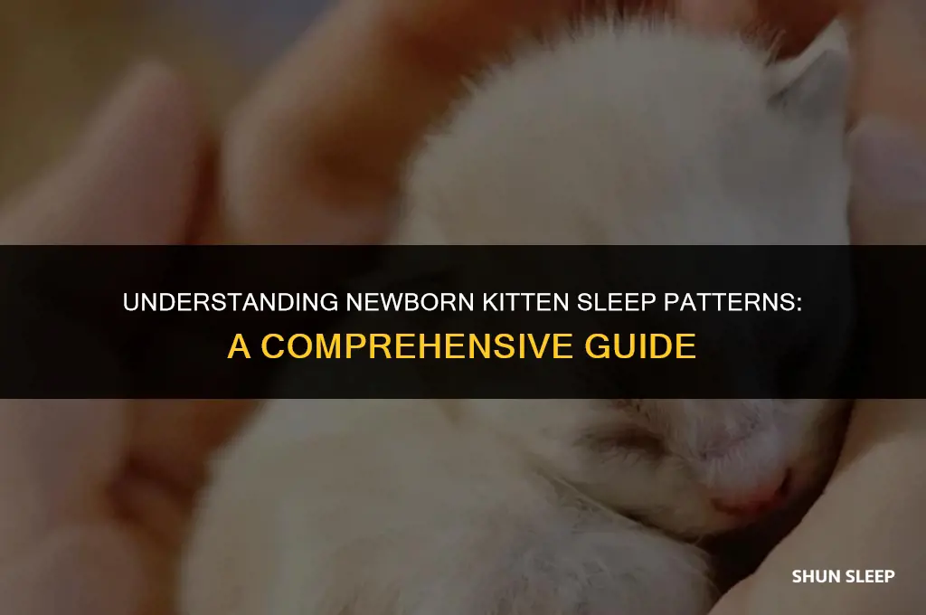 how many hours do newborn kittens sleep