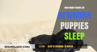 Understanding Newborn Puppy Sleep Patterns: A Comprehensive Guide