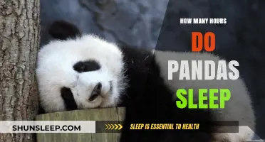 Unveiling the Secrets of Panda Slumber: A Deep Dive into Their Restful Lives