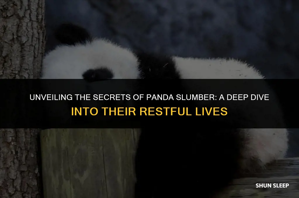 how many hours do pandas sleep