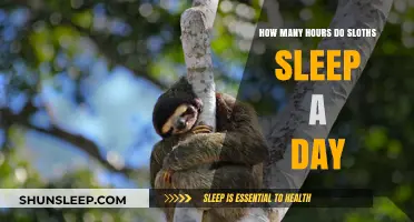 Unveiling the Secrets of Sloth Slumber: A Daily Dose of Snooze