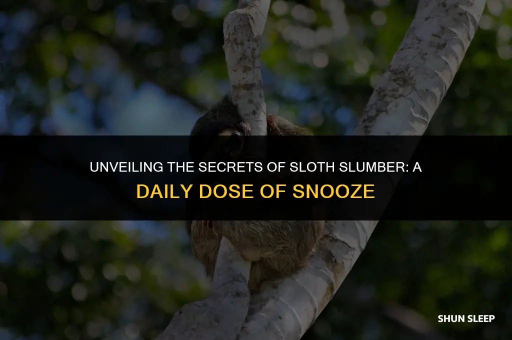 how many hours do sloths sleep a day