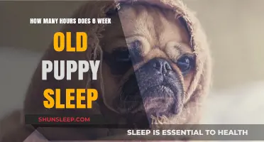 Understanding Puppy Sleep Patterns: A Guide for New Pet Parents