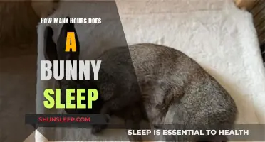 Understanding Bunny Sleep Patterns: A Comprehensive Guide