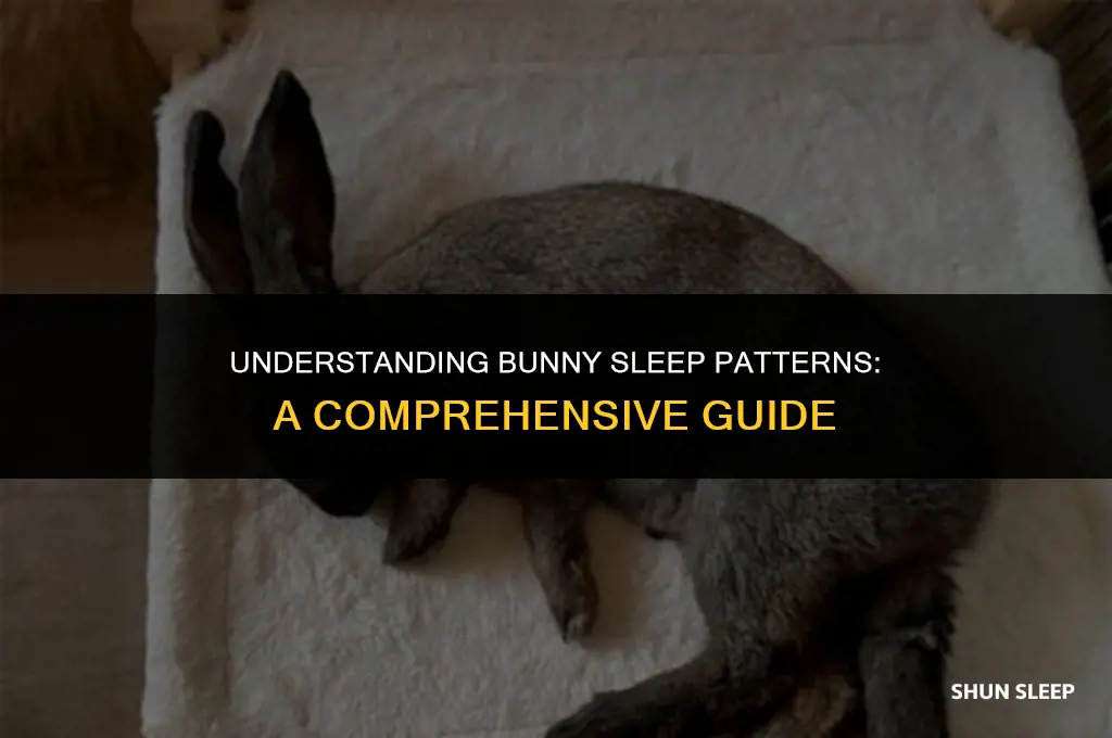 how many hours does a bunny sleep