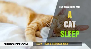 Understanding Feline Slumber: A Guide to Cat Sleep Patterns