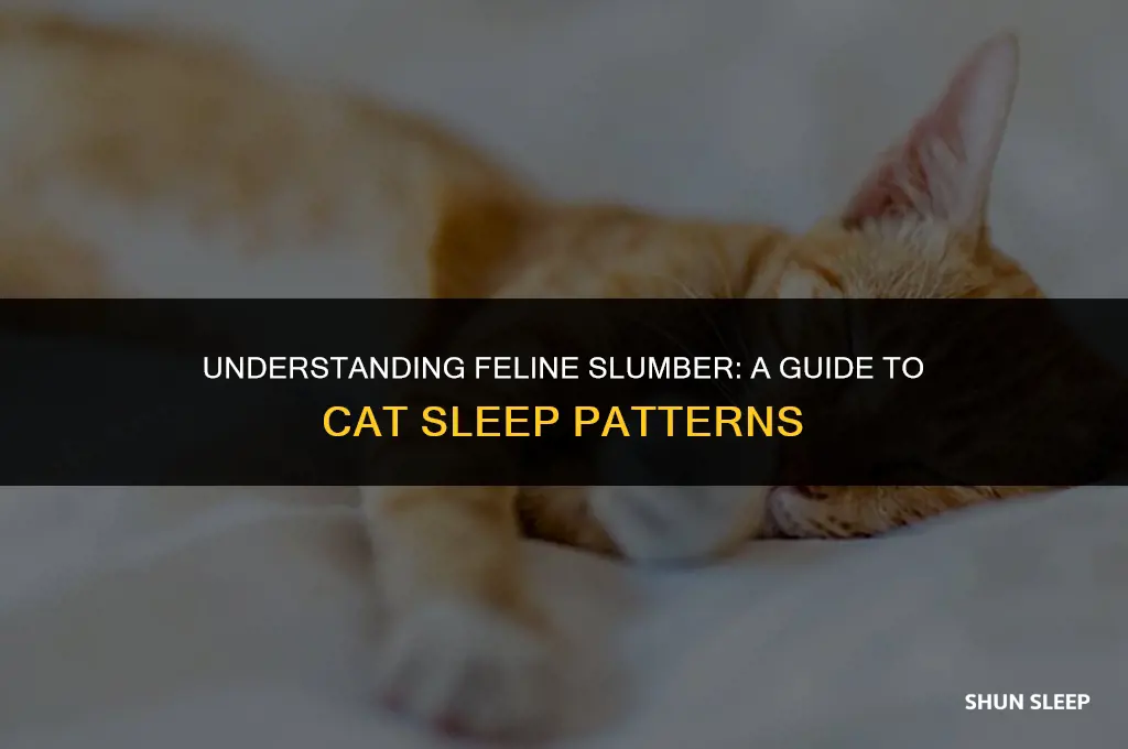 how many hours does a cat sleep