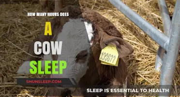 Unveiling Bovine Rest Patterns: How Many Hours Does a Cow Sleep?