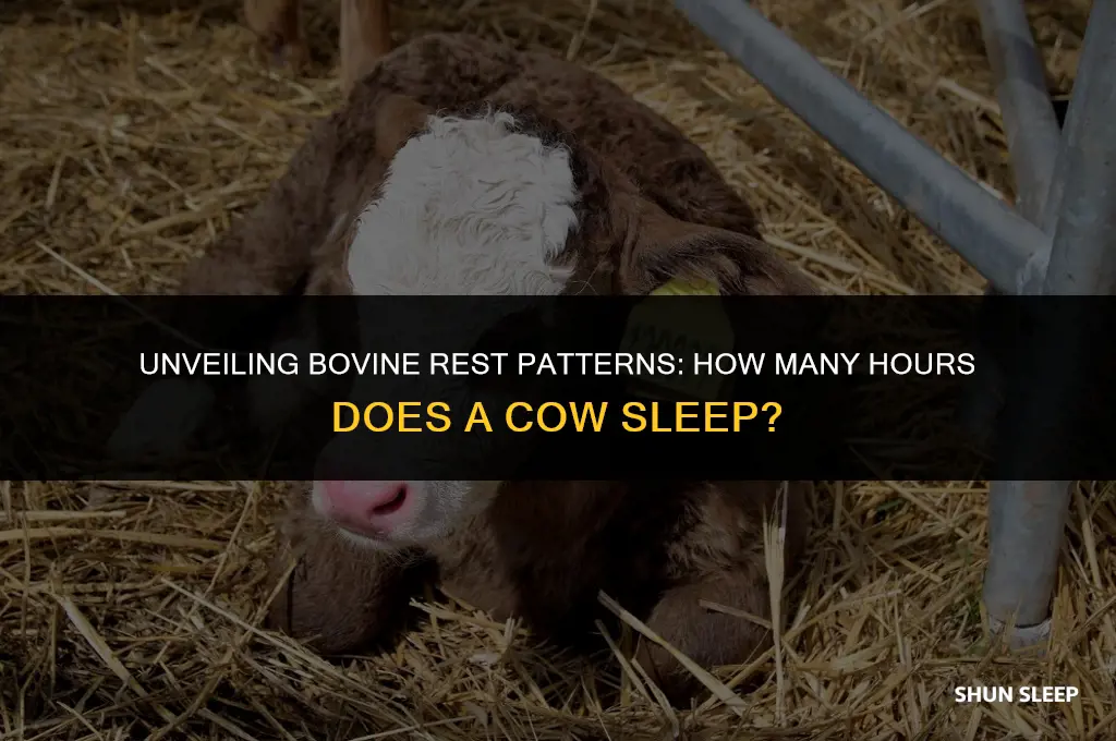 how many hours does a cow sleep