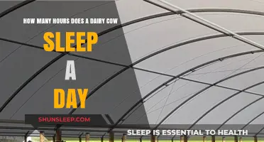 Understanding Bovine Rest: How Much Sleep Do Dairy Cows Need?
