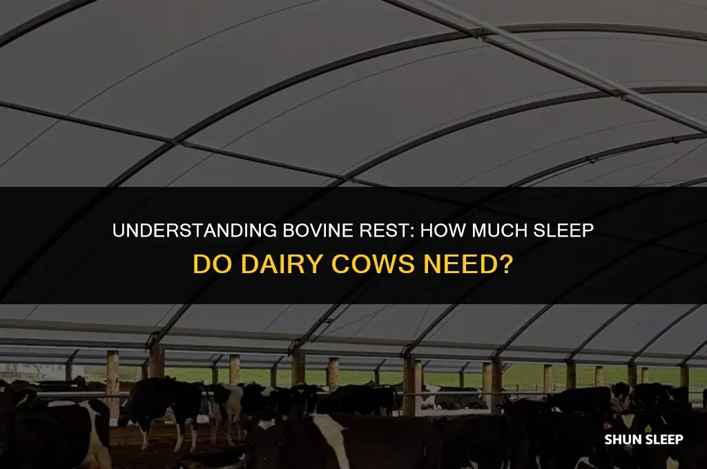how many hours does a dairy cow sleep a day