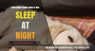 Understanding Canine Sleep Patterns: A Guide to Doggy Dreams