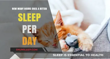 Understanding Kitten Sleep Patterns: A Guide for New Pet Owners
