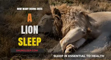 Unveiling the Restful Habits of the King of the Jungle: Lion Sleep Patterns
