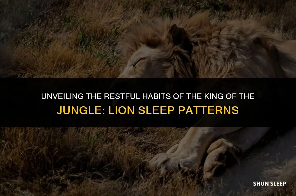 how many hours does a lion sleep