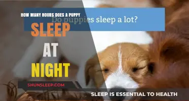 Understanding Puppy Sleep Patterns: A Guide for New Owners