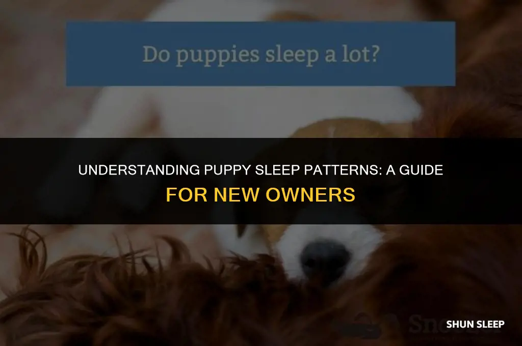 how many hours does a puppy sleep at night