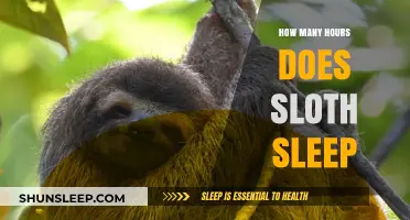 Unveiling the Lazy Lifestyle: How Sloths Master the Art of Sleep