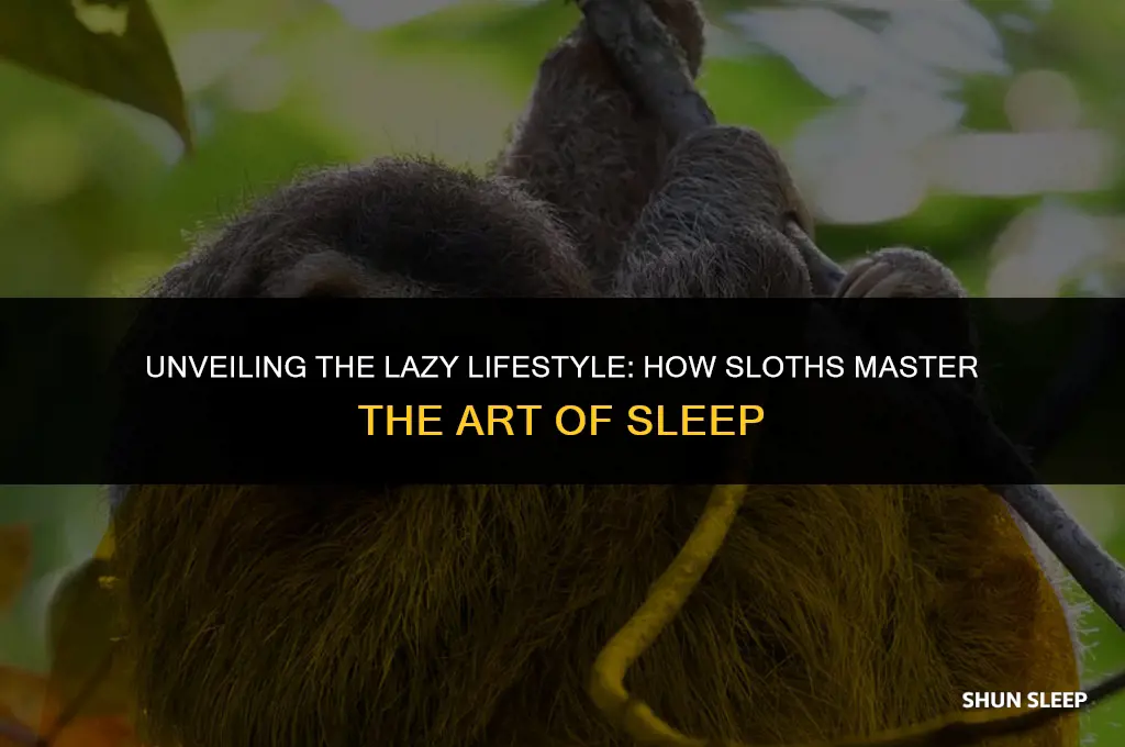 how many hours does sloth sleep