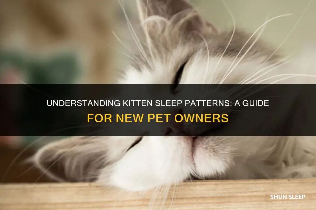 how many hours of sleep do kittens need