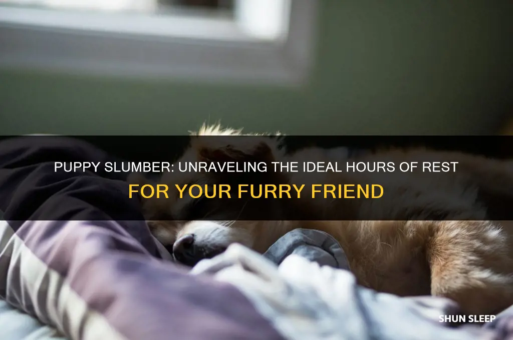 how many hours of sleep does a puppy need