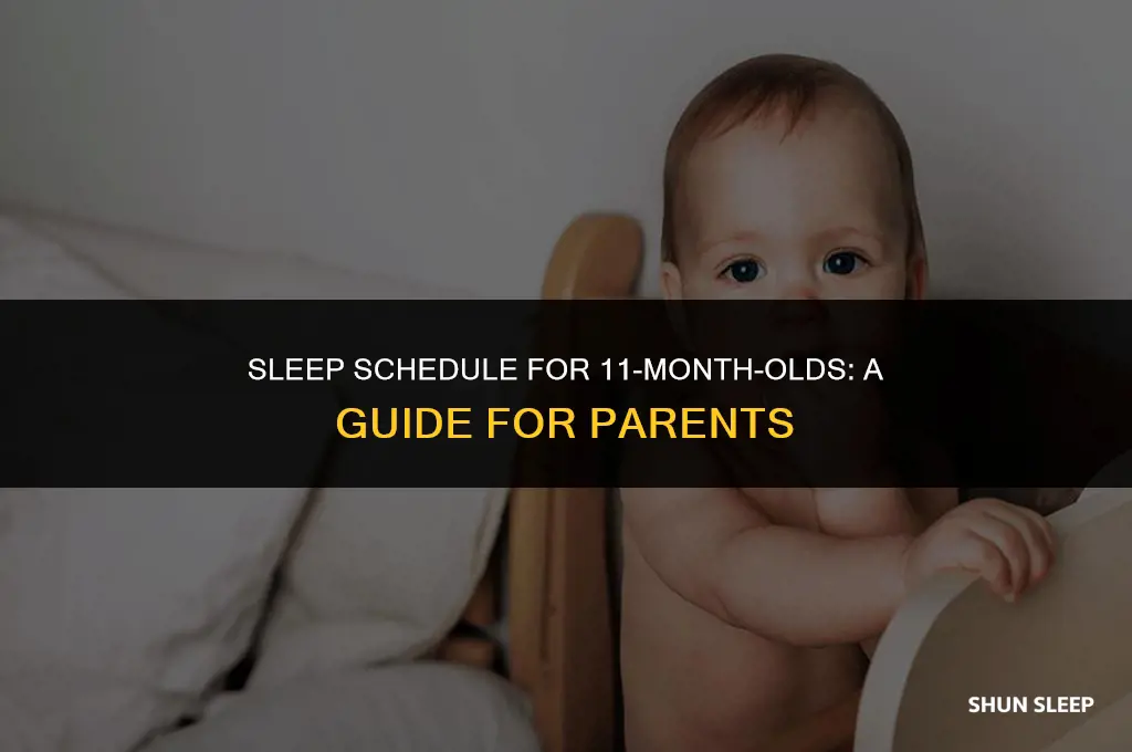 how many hours should 11 month old sleep