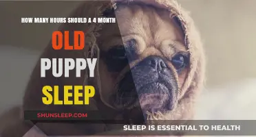 Understanding Puppy Sleep Patterns: A Guide for New Owners