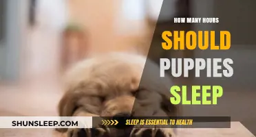 Puppy Slumber: Unraveling the Ideal Sleep Duration for Your Furry Friend