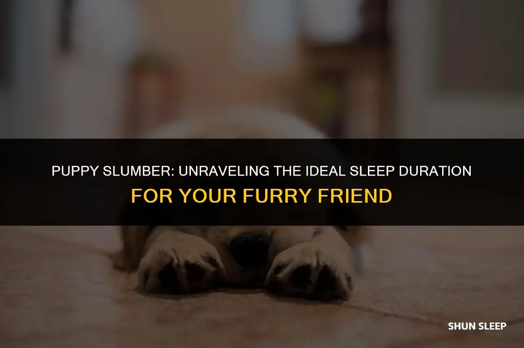 how many hours should puppies sleep