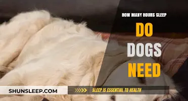 Understanding Canine Rest: How Much Sleep Do Dogs Really Need?