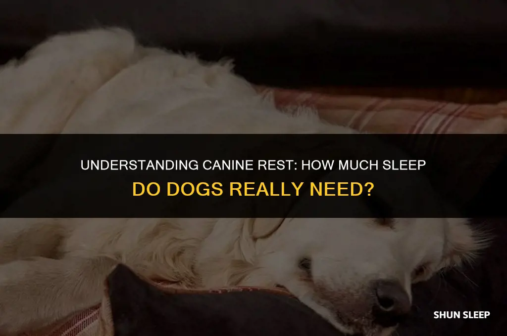 how many hours sleep do dogs need