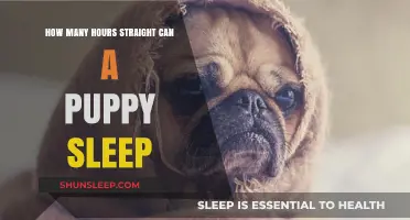 Understanding Puppy Sleep Patterns: A Guide for New Pet Owners