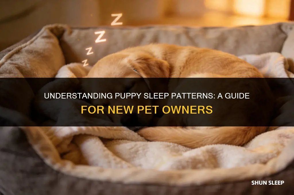 how many hours straight can a puppy sleep