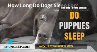 Understanding Puppy Sleep Patterns: A Guide to Healthy Rest for Young Dogs