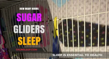 Sweet Slumbers: Unraveling the Sleep Secrets of Sugar Gliders