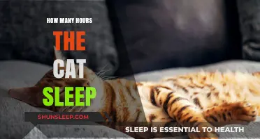 Understanding Feline Slumber: A Guide to Cat Sleep Patterns
