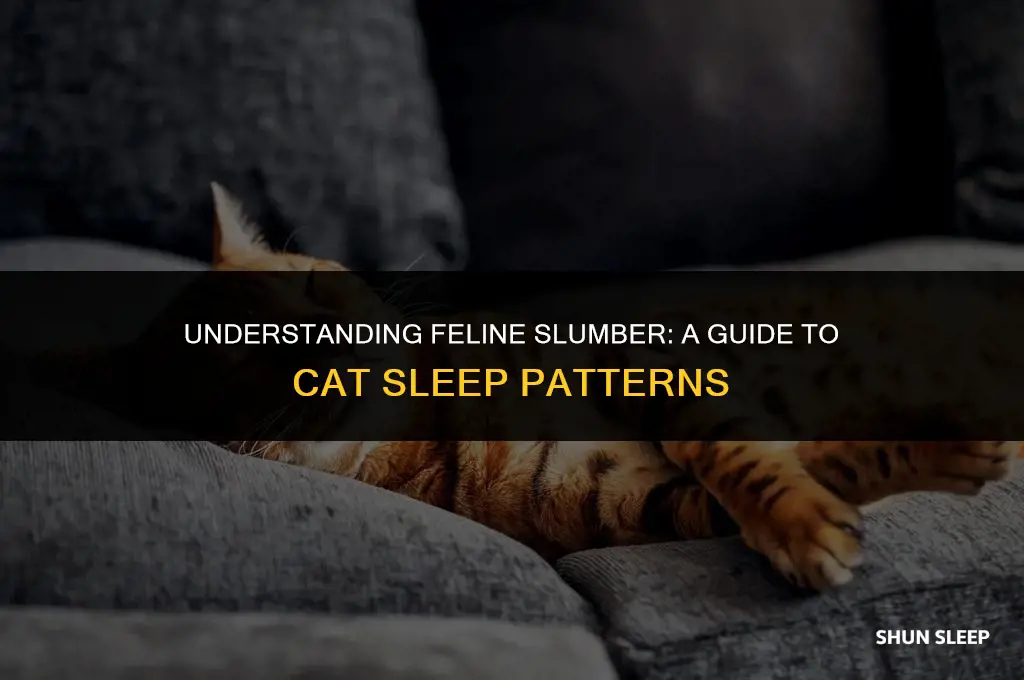 how many hours the cat sleep