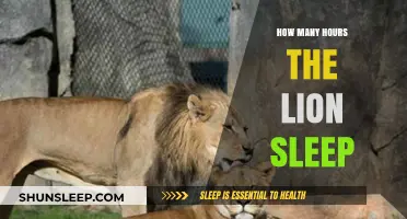 Unveiling the Resting Habits of Lions: A Deep Dive into Their Sleep Patterns