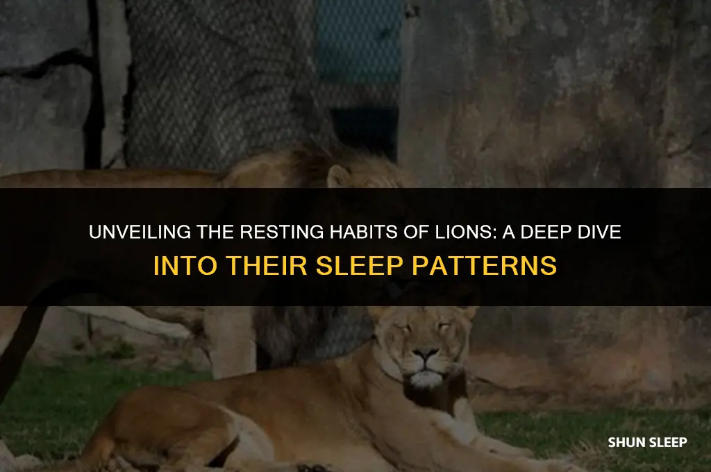 how many hours the lion sleep